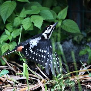 Great Spotted Woodpecker