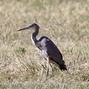 Grey Heron