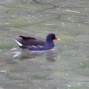 Common Moorhen