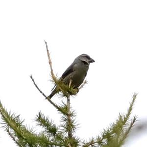 Red Crossbill