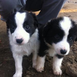 Border Collie