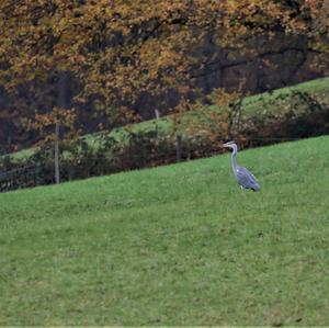 Grey Heron