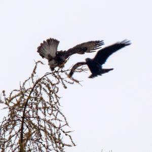 Common Buzzard