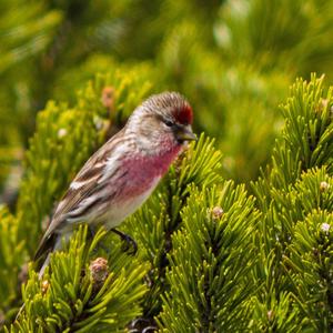 Common Redpoll