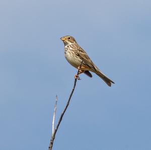 Corn Bunting