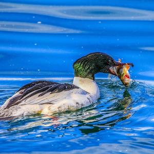 Common Merganser