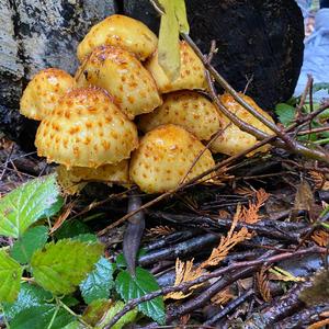 Golden Pholiota