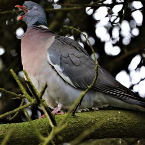 Common Wood-pigeon