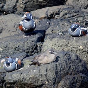 Harlequin Duck