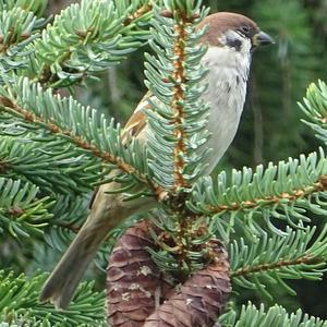 Eurasian Tree Sparrow