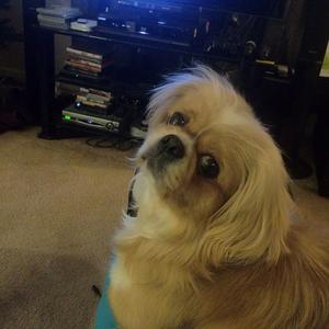 Pekingese