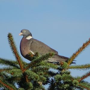 Common Wood-pigeon