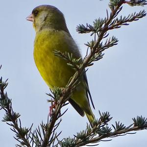 European Greenfinch