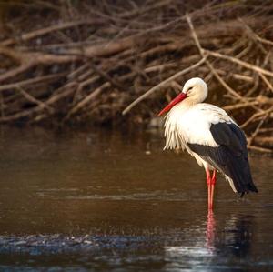 White Stork