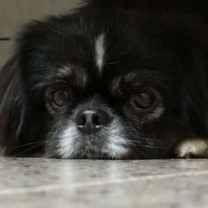 Pekingese