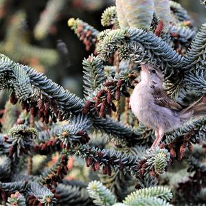 House Sparrow