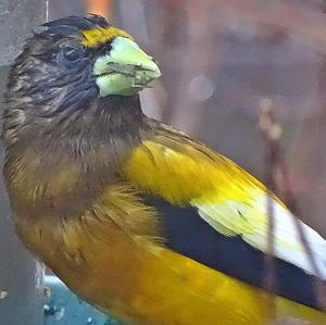 Evening Grosbeak