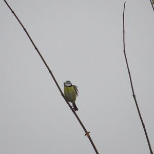 Blue Tit