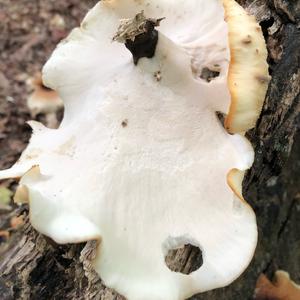 Black-footed Polypore