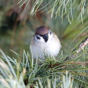 Eurasian Tree Sparrow