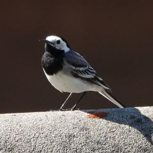 White Wagtail