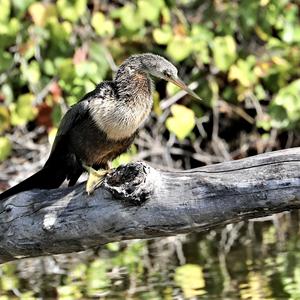 Amerikanischer Schlangenhalsvogel