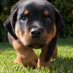Unknown Breed