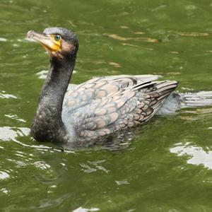 Great Cormorant