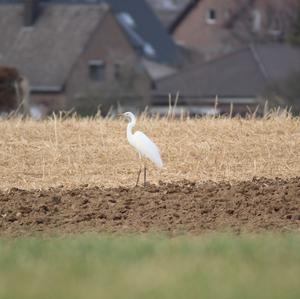 Great Egret