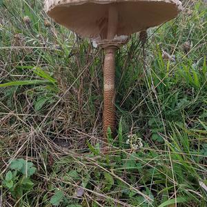 Parasol Mushroom