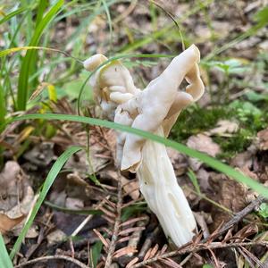 Fluted White Helvella