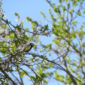 Great Tit