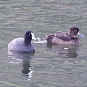 Unknown Species