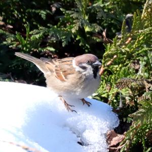 Eurasian Tree Sparrow