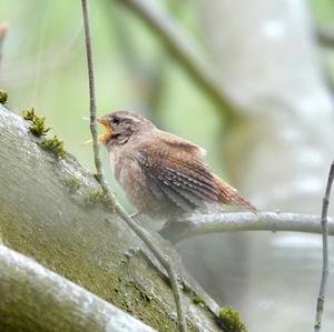 Winter Wren