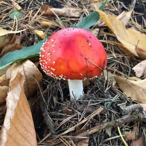 Fly Agaric