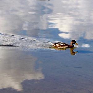 Mallard