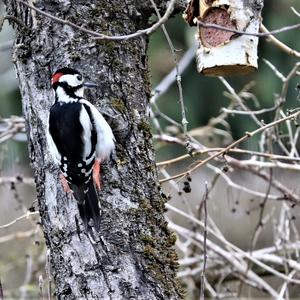 Great Spotted Woodpecker