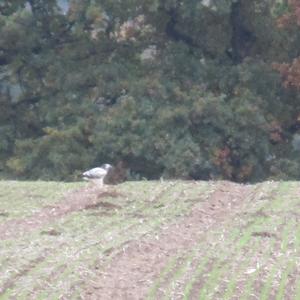 Common Buzzard