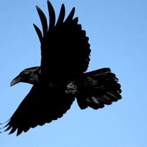 Common Raven