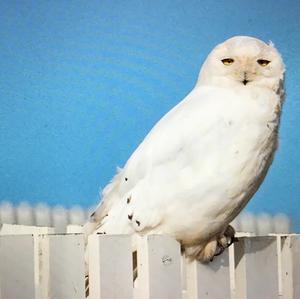 Snowy Owl