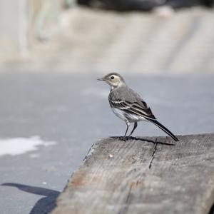 White Wagtail