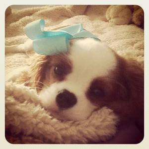 Cavalier King Charles Spaniel