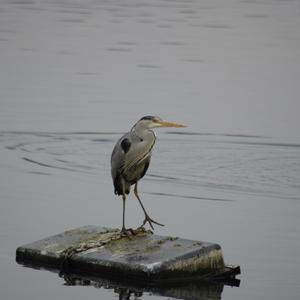 Grey Heron