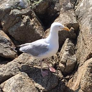 Herring Gull