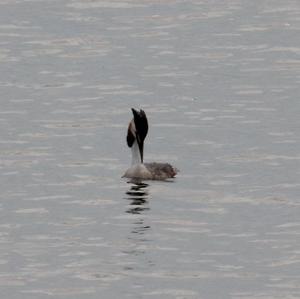 Great Crested Grebe