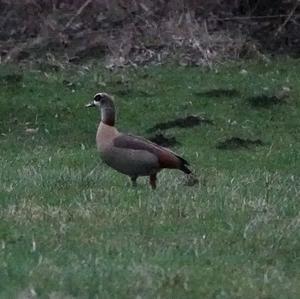 Nilgans