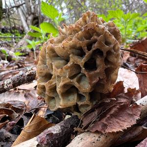 Yellow Morel