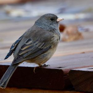 Dark-eyed Junco