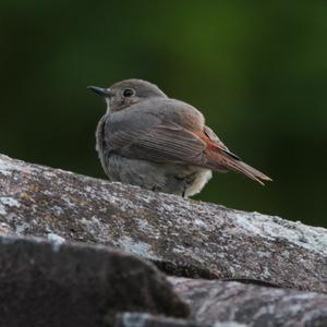 Black Redstart